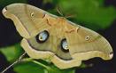 polyphemous moth